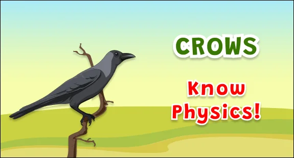 5 most intelligent specie crows