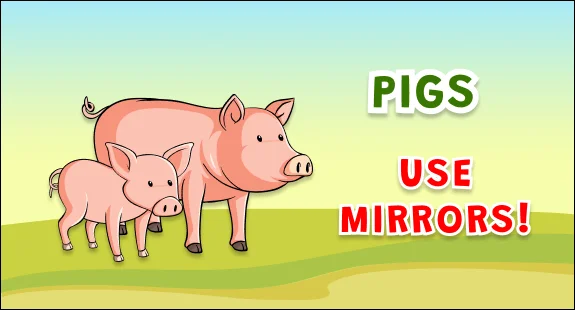 5 most intelligent specie pigs