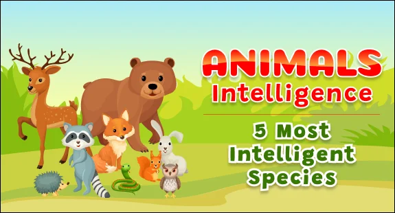blogs : Animal_Intelligence