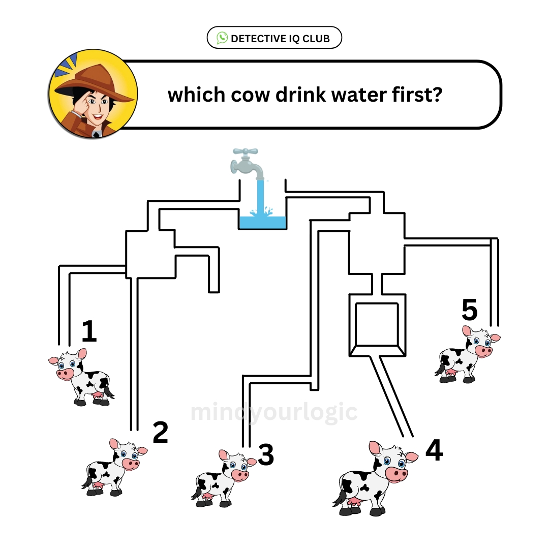 which cow drink frst